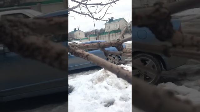 Что это за наросты на клёне?? смотреть онлайн