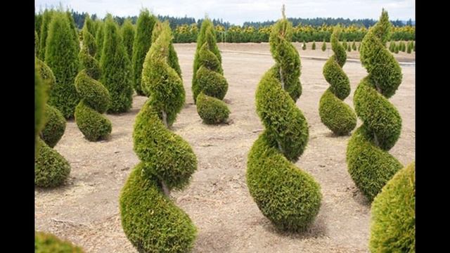 Как вырастить тую из черенка смотреть онлайн