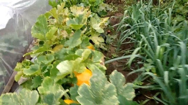 Укрыла дыни и арбузы Урожай лука Обзор перцев смотреть онлайн