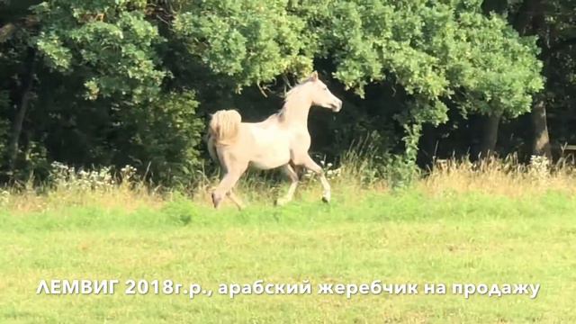 Продажа лошадей конефермы Эквилайн, тел., WhatsApp +79883400208 (ЛЕМВИГ 2018г.р.) смотреть онлайн
