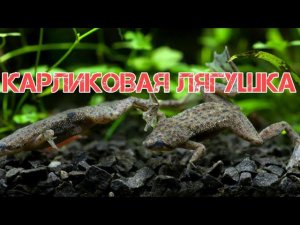 КАРЛИКОВАЯ  ЛЯГУШКА ГИМЕНОХИРУС. СОДЕРЖАНИЕ И РАЗВЕДЕНИЕ В АКВАРИУМЕ