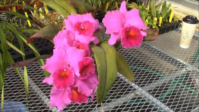 Blc Mem Grant Eichler смотреть онлайн