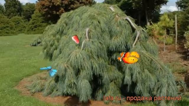 Сосна веймутова Пендула (pinus strobus pendula) ? Пендула обзор: как сажать, саженцы сосны Пендула смотреть онлайн