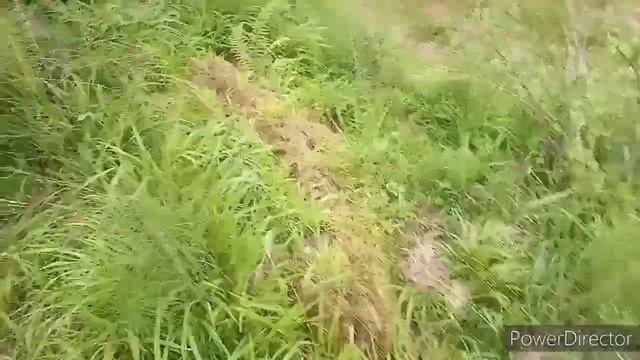 Цветёт киви в Сочи. Мои яблони и розы. смотреть онлайн