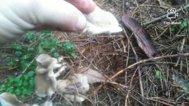 Maglenka, Clitocybe nebularis, Goč ep. 5 смотреть онлайн