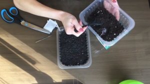 Аквилегия. Посадка семян. Стратификация.