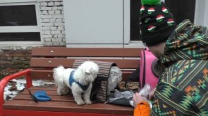 24 ЧАСА НА УЛИЦЕ С КОТАМИ И СОБАКОЙ БЕЗ ДЕНЕГ В МОРОЗ!