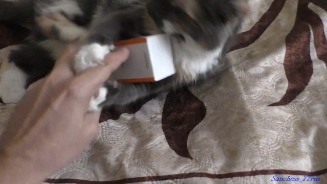 Реакция кошки на димексид - интересно? - смотреть онлайн