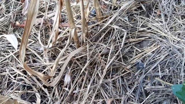 Выкапывайте чеснок только в этот день, тогда он будет храниться всю зиму. Раскрываю тонкости и дату смотреть онлайн