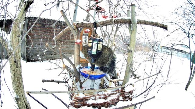 Кот в кормушке для птиц смотреть онлайн
