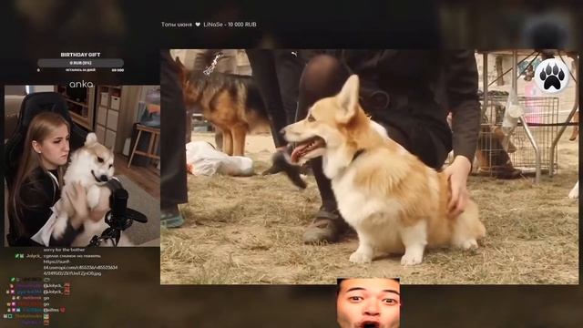 ANKA смотрит : ВЕЛЬШ-КОРГИ. Плюсы и минусы смотреть онлайн