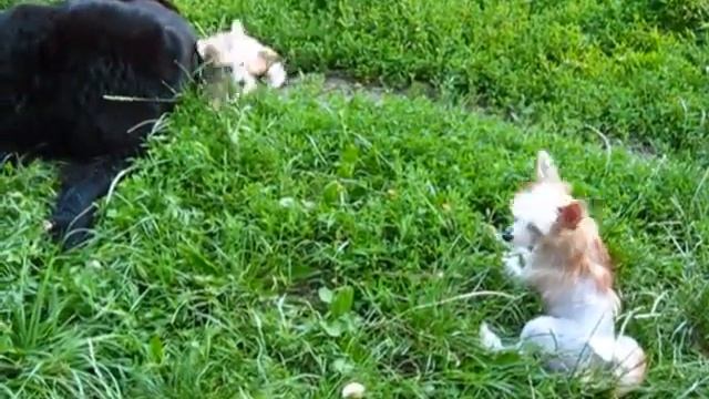 щенки китайской хохлатой