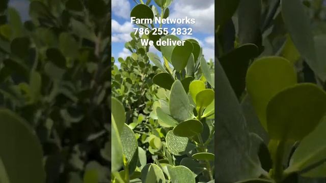 Clusia Growers of South Florida смотреть онлайн