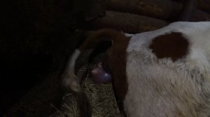 186.Отел коровы полностью. Пришлось тащить. Отел первотелки. Признаки скорого отела. Первотелка.