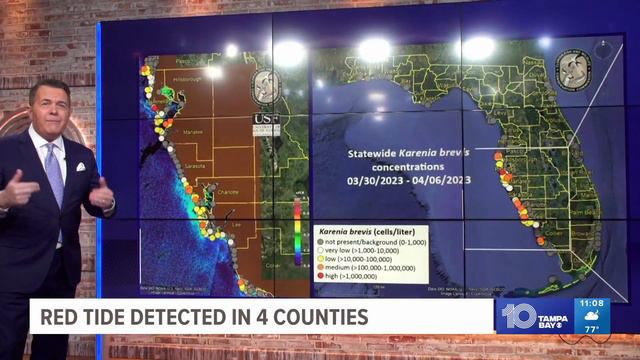 Red tide detected in some Tampa Bay-area beaches; Treasure Island Beach at 'high' risk of irritatio смотреть онлайн