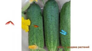 Огурец обыкновенный Фараон F1 (faraon f1) ? Фараон F1 обзор: как сажать, семена огурца Фараон F1