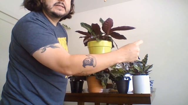 Tenderloin Houseplant Club - Episode 4 - The Wonderful World of Calatheas смотреть онлайн