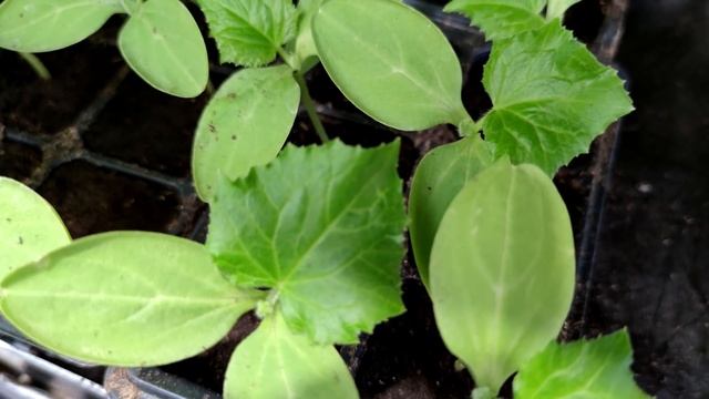 Всходы огурцов полейте этим! Вмиг пойдут в рост! смотреть онлайн