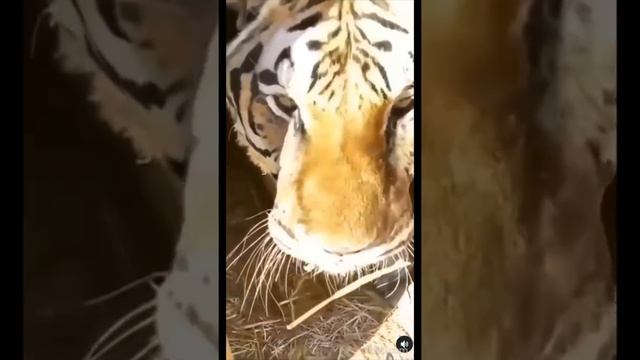 Tiger meow ?? смотреть онлайн
