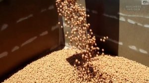 Почему орехи макадамия такие дорогие