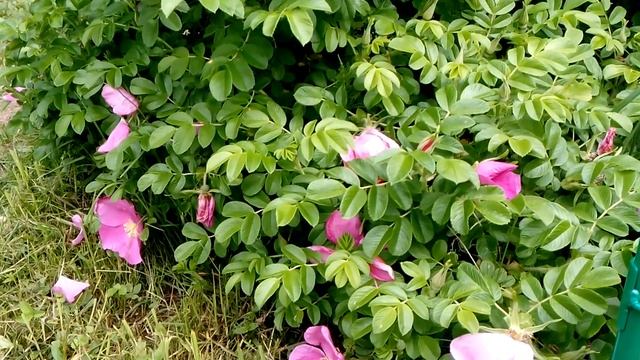 Обработка ослабленных роз кремнием. смотреть онлайн