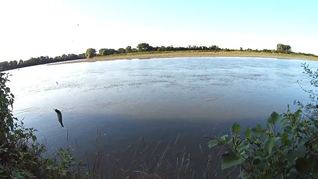 Американский СОМ на маховую удочке в реке с течением. Рыбалка на поплавок на течении