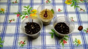 Как посадить и вырастить Салак