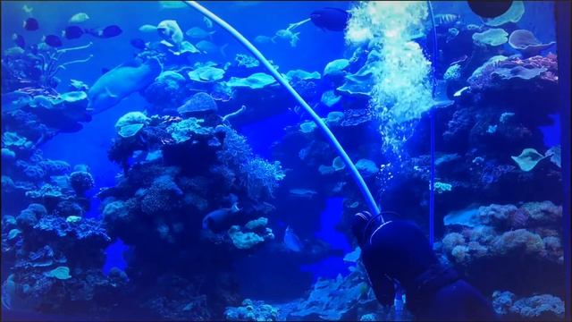 Аквариум Пальма де Майорки | Один из лучших в Европе смотреть онлайн