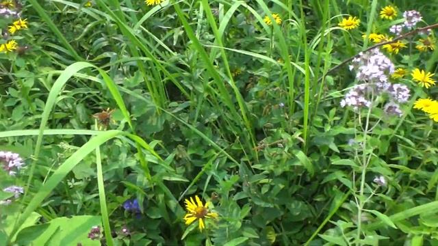 сбор душицы элитный цветочный чай Сибири ручной работы смотреть онлайн