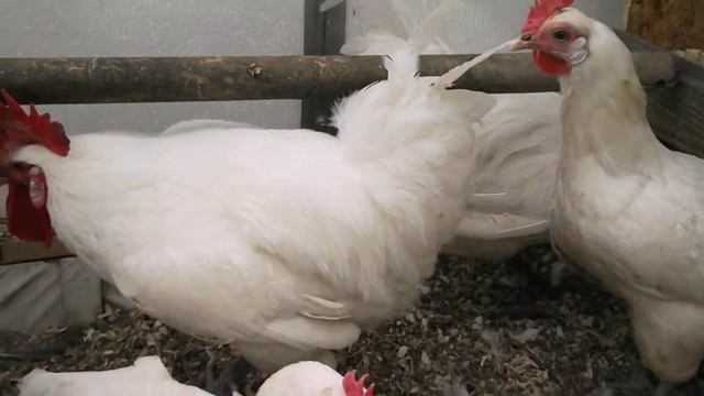 Мясные французы: Бресс Гальская порода кур смотреть онлайн