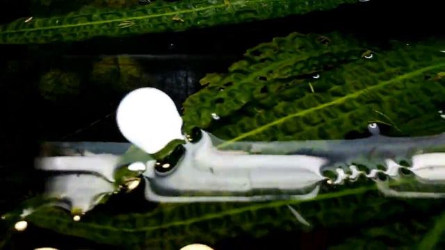 Мои аквасы 08 05 20 смотреть онлайн