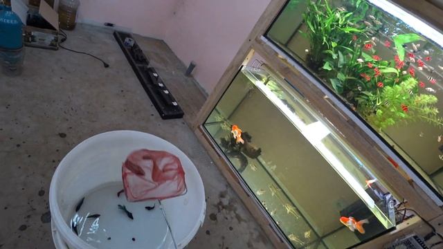 Отправился с ведром в теплицу. Если хочешь знать зачем, тогда смело смотри смотреть онлайн