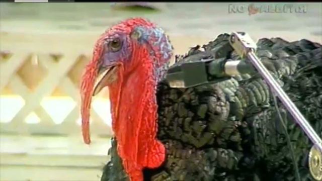 Тамара Максимова: - "Я раньше никак не понимала, почему у многих ведущих такие безумные глаза" смотреть онлайн