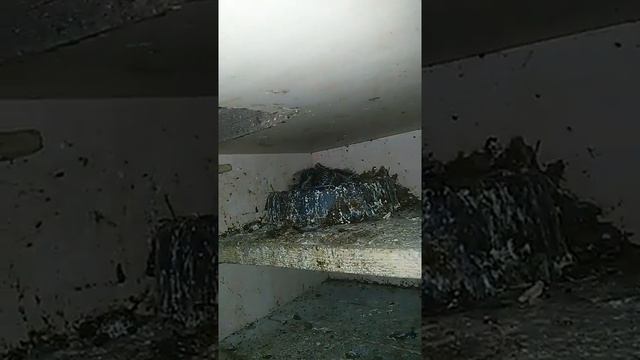 Голуби на балконе....пермяки. смотреть онлайн