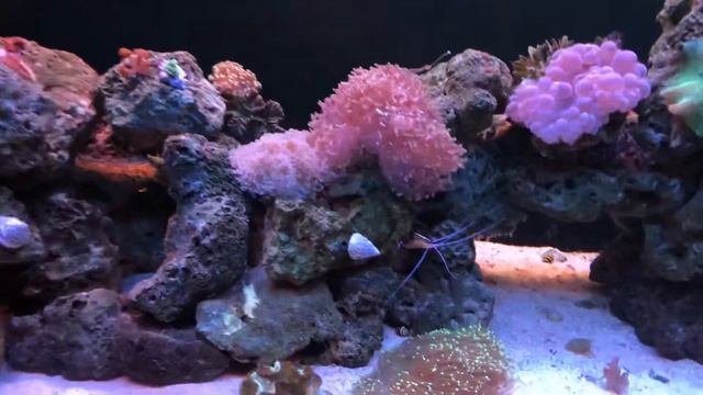 75 gallon Reef Tank смотреть онлайн