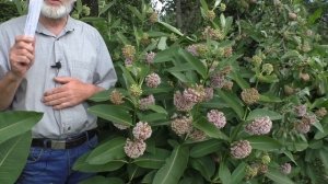 ВАТОЧНИК МЕДОНОС сажать или  ?