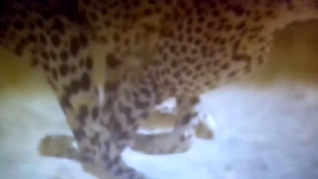 Гепард самое быстрое животное на всей планете