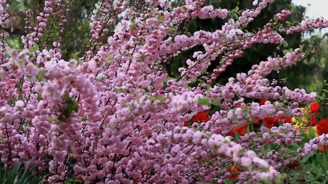 Зинаида Миркина. Есть тайна тишины... смотреть онлайн