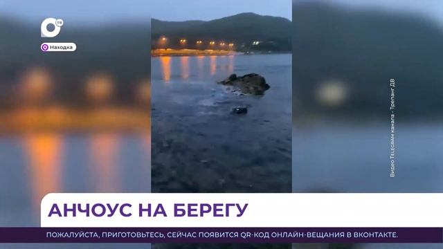 В Находке на пляже «Рица» вдоль береговой линии плещется анчоус смотреть онлайн