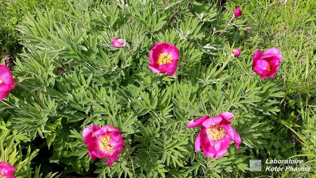Pivoine officinale (Paeonia officinalis) смотреть онлайн