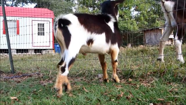 Autofellatio (Oral Self Stimulation) in Male Goats смотреть онлайн