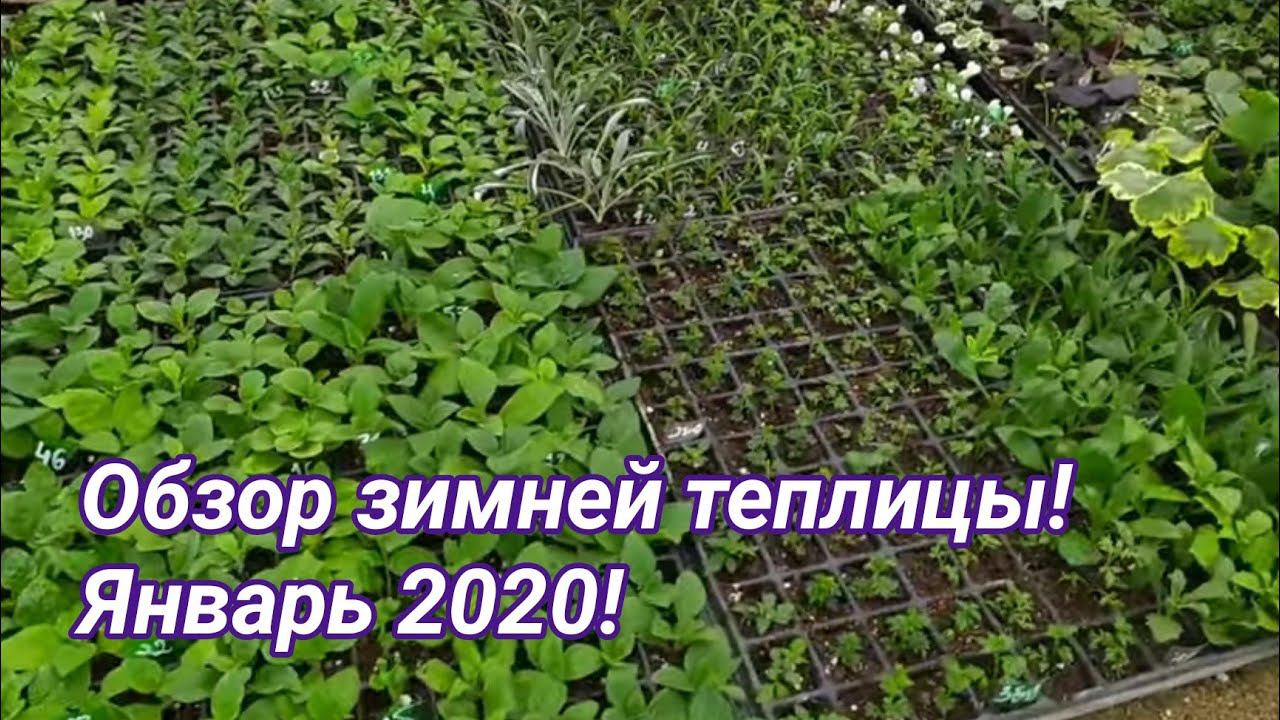 Обзор зимней тёплой теплицы. Январь 2020! смотреть онлайн