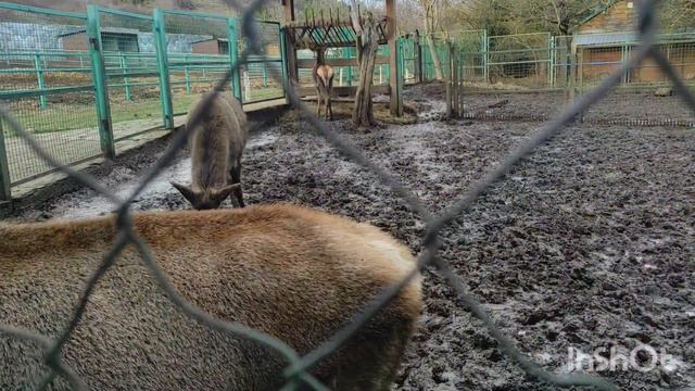 Мы нашли то самое место 👍 подготовка к юбилею 💃 готовь сани летом.... смотреть онлайн