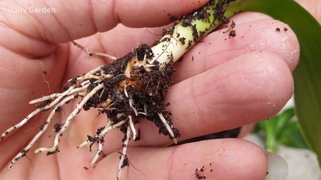 How To Propagate Lucky Bamboo From Cuttings | Propagating Lucky Bamboo