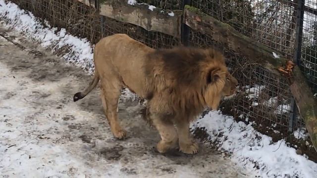 Почему львы самцы сбиваются в группы... смотреть онлайн
