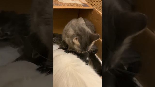 Наша многодетная Динка😍 смотреть онлайн