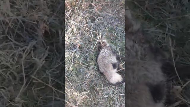 Охота с легавыми ДРАТХААР по еноту смотреть онлайн