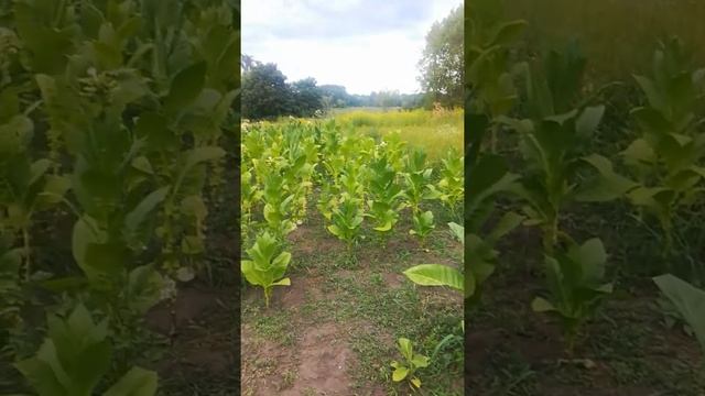 табак на огороде смотреть онлайн