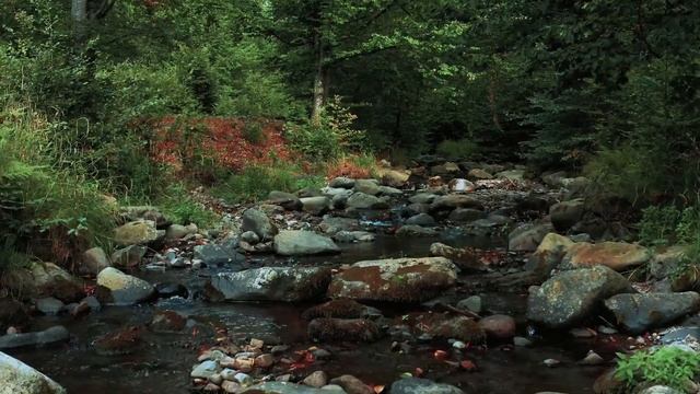 Прогулка по лесу |Прогулка по лесу 4к смотреть онлайн