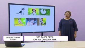 Естествознание. 2 класс. Что такое звук. Как мы слышим звук /14.04.2021/